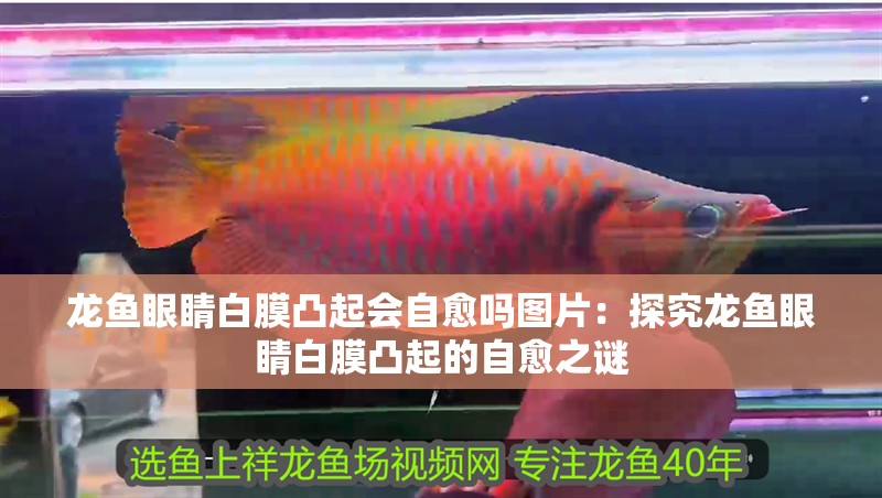 龍魚眼睛白膜凸起會自愈嗎圖片：探究龍魚眼睛白膜凸起的自愈之謎