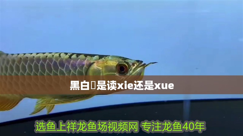 黑白魟是讀xie還是xue