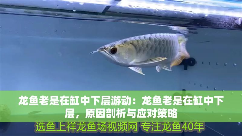 龍魚老是在缸中下層游動：龍魚老是在缸中下層，原因剖析與應對策略