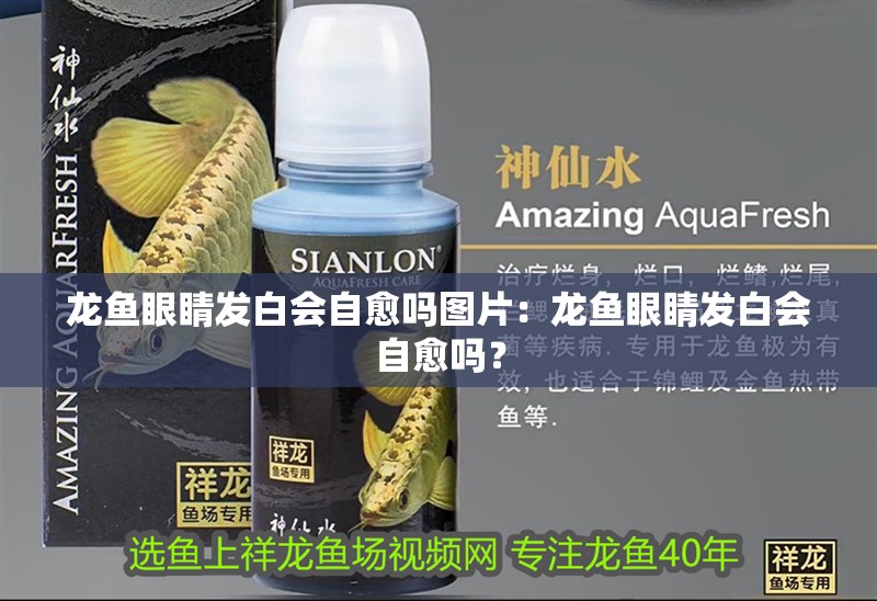 龍魚眼睛發白會自愈嗎圖片：龍魚眼睛發白會自愈嗎？