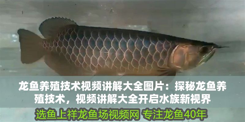 龍魚養(yǎng)殖技術(shù)視頻講解大全圖片：探秘龍魚養(yǎng)殖技術(shù)，視頻講解大全開啟水族新視界