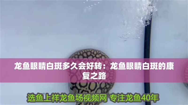 龍魚眼睛白斑多久會好轉(zhuǎn)：龍魚眼睛白斑的康復(fù)之路