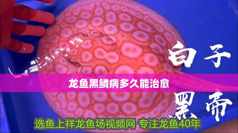 龍魚黑鱗病多久能治愈