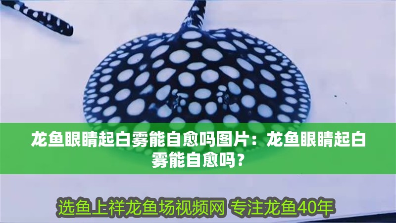龍魚眼睛起白霧能自愈嗎圖片：龍魚眼睛起白霧能自愈嗎？
