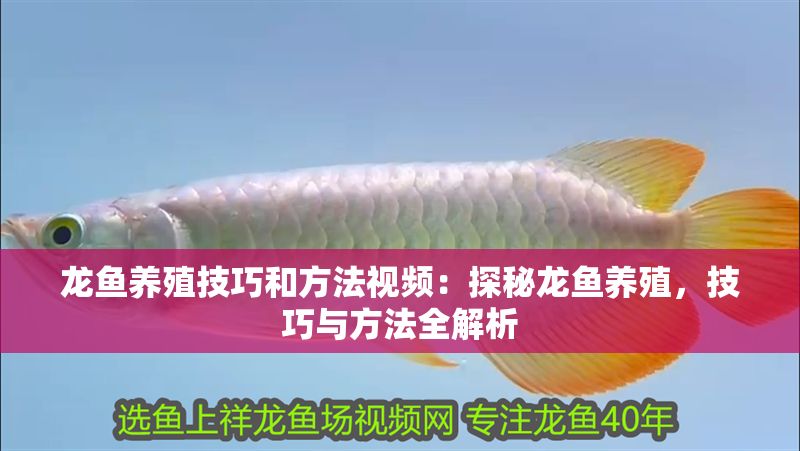 龍魚養(yǎng)殖技巧和方法視頻：探秘龍魚養(yǎng)殖，技巧與方法全解析