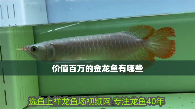 價(jià)值百萬(wàn)的金龍魚有哪些