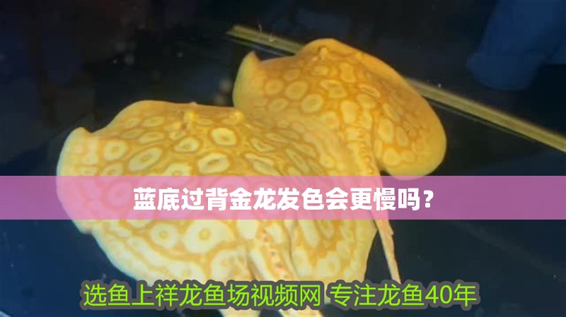 藍底過背金龍發色會更慢嗎？ 藍底過背金龍發色會更慢嗎？ 龍魚百科