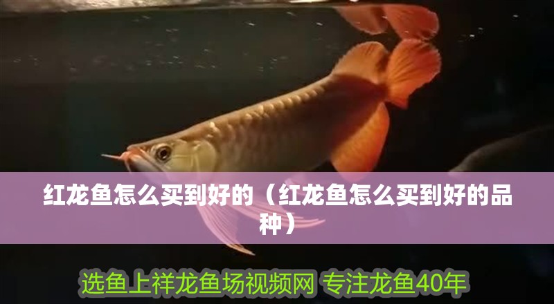 紅龍魚怎么買到好的（紅龍魚怎么買到好的品種）