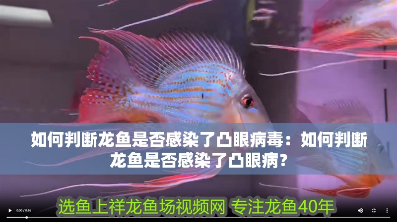 如何判斷龍魚是否感染了凸眼病毒：如何判斷龍魚是否感染了凸眼病？