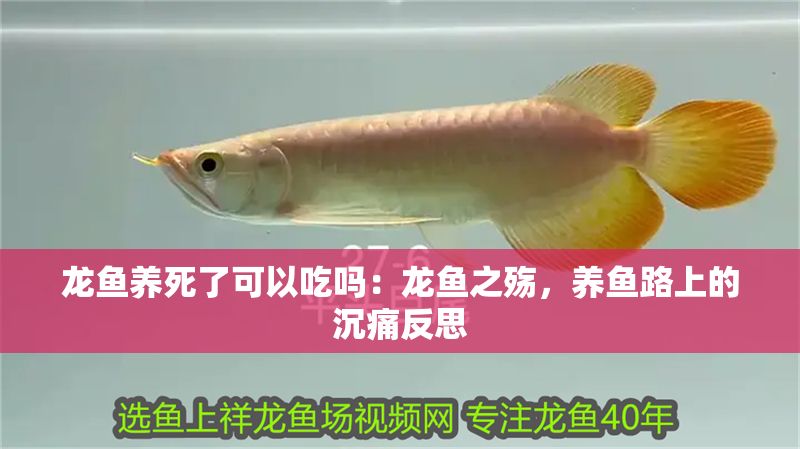 龍魚養死了可以吃嗎：龍魚之殤，養魚路上的沉痛反思 龍魚養死了可以吃嗎：龍魚之殤，養魚路上的沉痛反思 龍魚百科 第1張