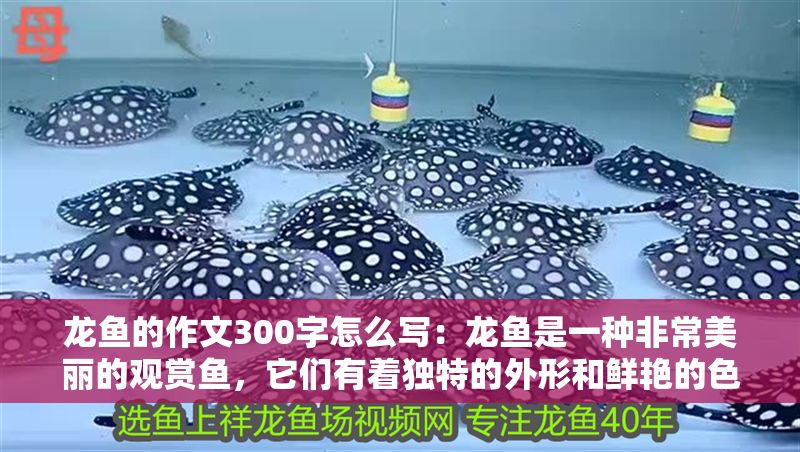 龍魚的作文300字怎么寫：龍魚是一種非常美麗的觀賞魚，它們有著獨特的外形和鮮艷的色彩
