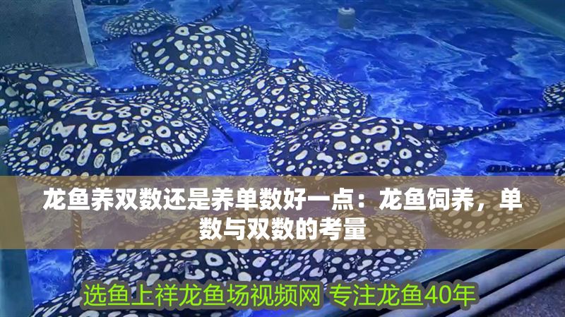 龍魚養(yǎng)雙數(shù)還是養(yǎng)單數(shù)好一點：龍魚飼養(yǎng)，單數(shù)與雙數(shù)的考量