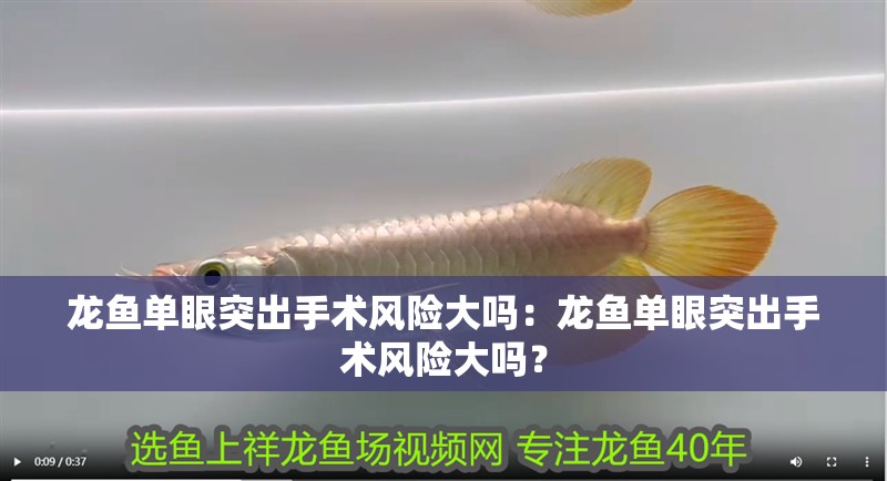 龍魚單眼突出手術風險大嗎：龍魚單眼突出手術風險大嗎？