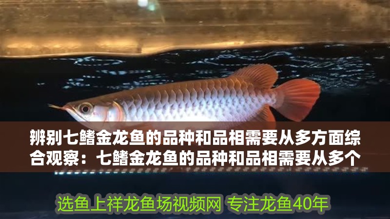 魚缸用增氧泵價格是多少:魚缸增氧機-xtrac增氧機-xtrac增氧機 辨別七鰭金龍魚的品種和品相需要從多方面綜合觀察:七鰭金龍魚的品種和品相需要從多個方面綜合觀察 龍魚百科 辨別七鰭金龍魚的品種和品相需要從多方面綜合觀察:七鰭金龍魚的品種和品相需要從多個方面綜合觀察 辨別七鰭金龍魚的品種和品相需要從多方面綜合觀察:七鰭金龍魚的品種和品相需要從多個方面綜合觀察 龍魚百科