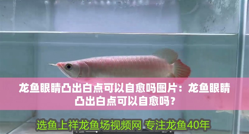龍魚(yú)眼睛凸出白點(diǎn)可以自愈嗎圖片：龍魚(yú)眼睛凸出白點(diǎn)可以自愈嗎？
