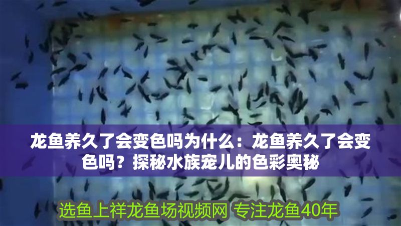 龍魚養(yǎng)久了會變色嗎為什么：龍魚養(yǎng)久了會變色嗎？探秘水族寵兒的色彩奧秘