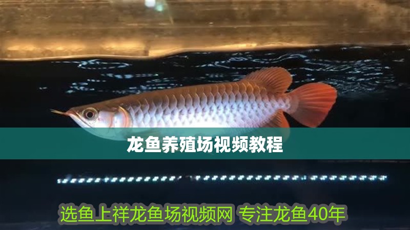 龍魚養(yǎng)殖場視頻教程