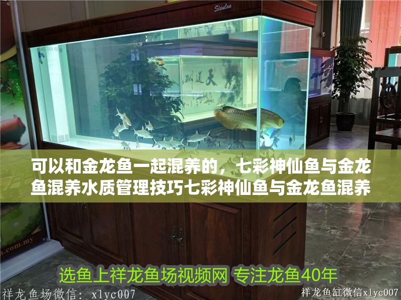 可以和金龍魚一起混養的，七彩神仙魚與金龍魚混養水質管理技巧七彩神仙魚與金龍魚混養