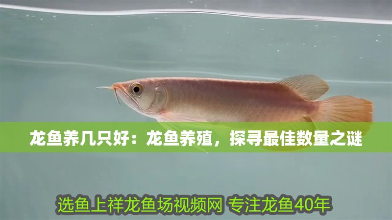 龍魚養幾只好：龍魚養殖，探尋最佳數量之謎