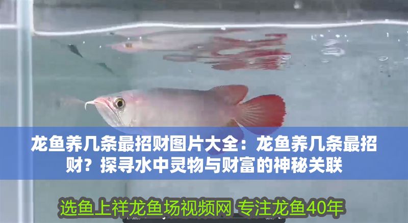 龍魚養幾條最招財圖片大全：龍魚養幾條最招財？探尋水中靈物與財富的神秘關聯