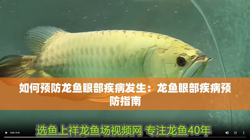 如何預防龍魚眼部疾病發生：龍魚眼部疾病預防指南