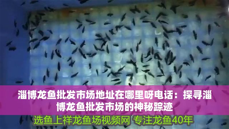 淄博龍魚批發市場地址在哪里呀電話：探尋淄博龍魚批發市場的神秘蹤跡