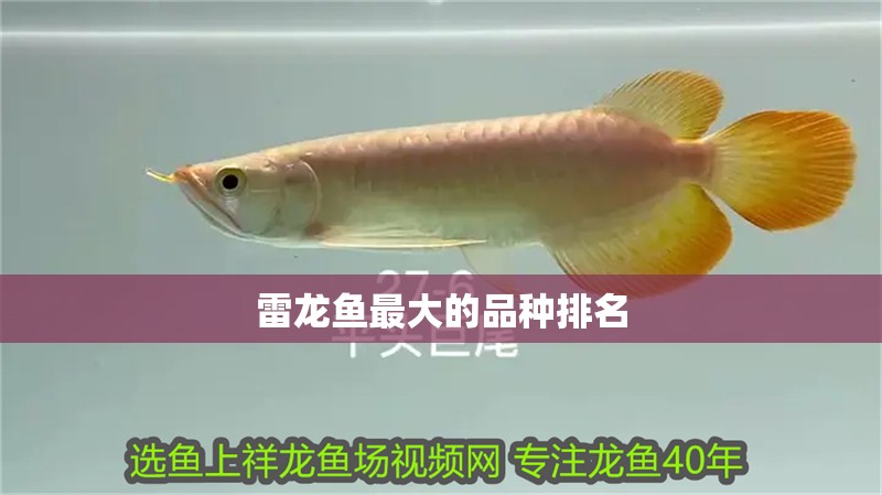 雷龍魚最大的品種排名 雷龍魚最大的品種排名 龍魚百科