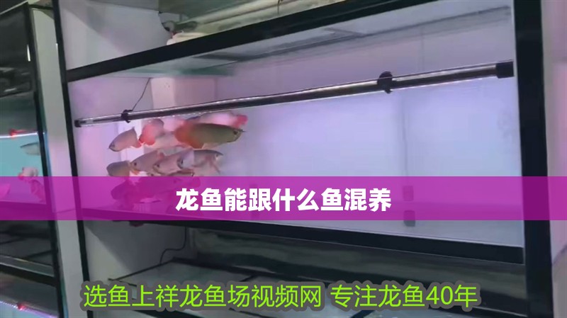 龍魚能跟什么魚混養(yǎng)