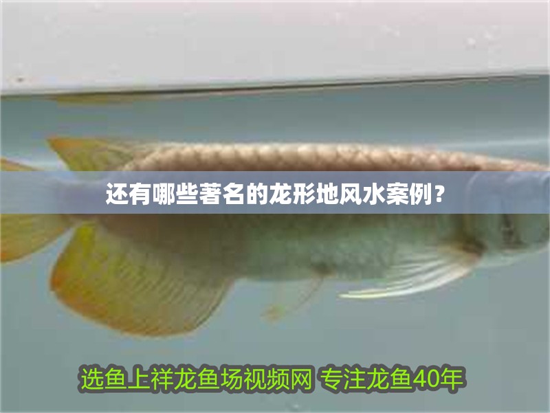 印尼虎魚多少溫度飼養最好:印尼虎魚多少溫度飼養最好印尼虎魚多少溫度飼養最好 還有哪些著名的龍形地風水案例? 龍魚百科 還有哪些著名的龍形地風水案例? 還有哪些著名的龍形地風水案例? 龍魚百科