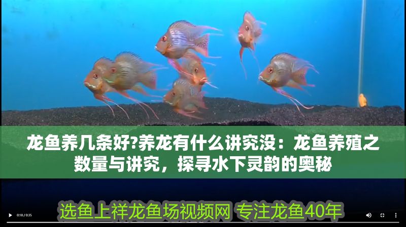 龍魚養(yǎng)幾條好?養(yǎng)龍有什么講究沒：龍魚養(yǎng)殖之?dāng)?shù)量與講究，探尋水下靈韻的奧秘