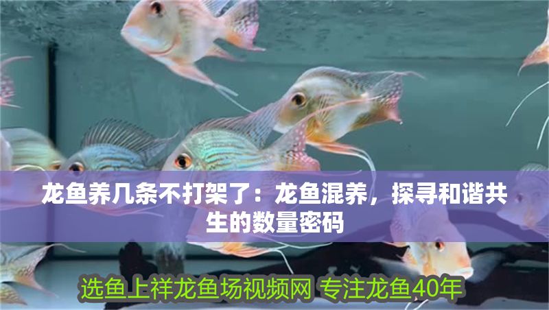 龍魚養(yǎng)幾條不打架了：龍魚混養(yǎng)，探尋和諧共生的數(shù)量密碼