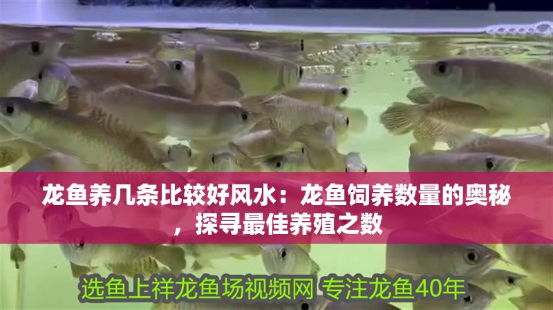 龍魚養幾條比較好風水：龍魚飼養數量的奧秘，探尋最佳養殖之數