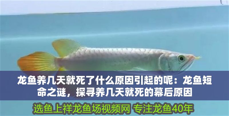 龍魚養幾天就死了什么原因引起的呢：龍魚短命之謎，探尋養幾天就死的幕后原因