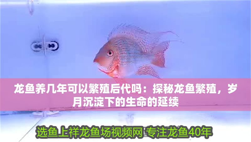 龍魚養幾年可以繁殖后代嗎：探秘龍魚繁殖，歲月沉淀下的生命的延續