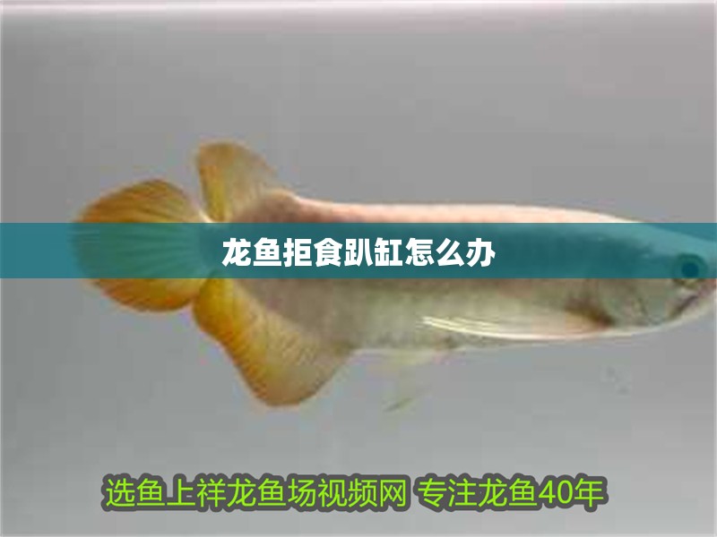 龍魚拒食趴缸怎么辦