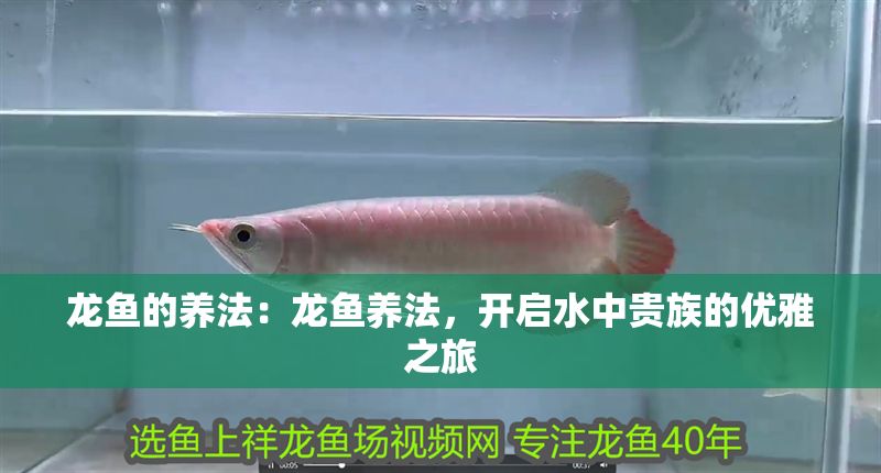 龍魚的養法：龍魚養法，開啟水中貴族的優雅之旅