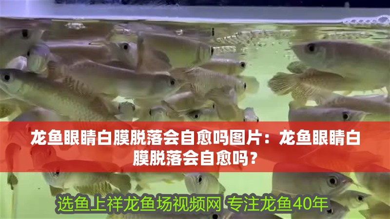 龍魚眼睛白膜脫落會自愈嗎圖片：龍魚眼睛白膜脫落會自愈嗎？