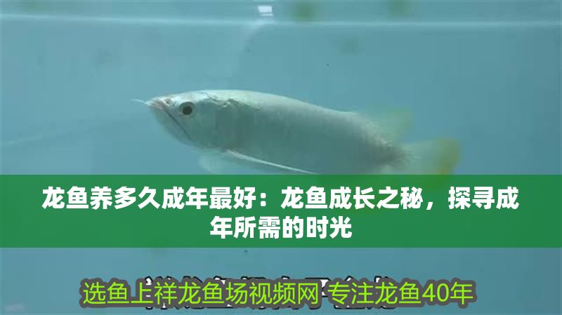 龍魚養多久成年最好：龍魚成長之秘，探尋成年所需的時光