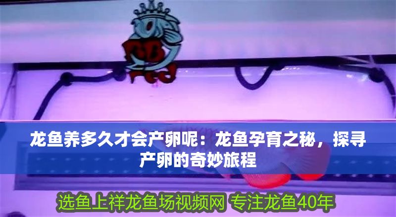龍魚(yú)養(yǎng)多久才會(huì)產(chǎn)卵呢：龍魚(yú)孕育之秘，探尋產(chǎn)卵的奇妙旅程