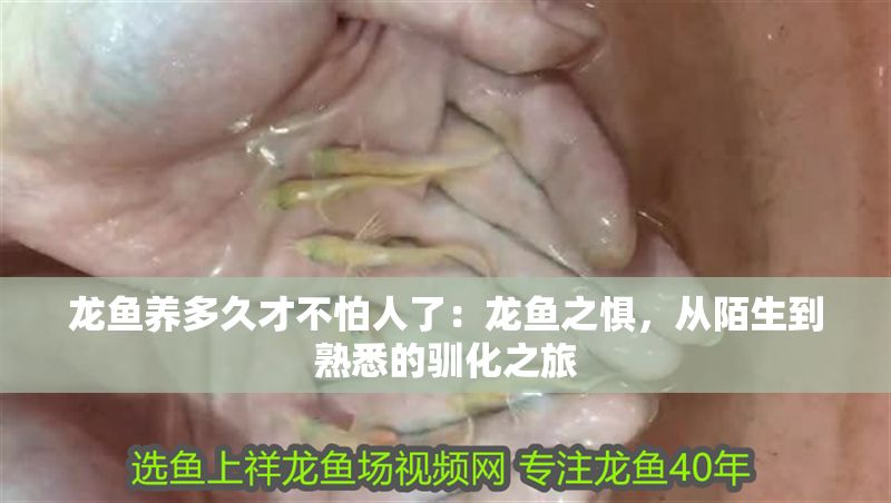 龍魚養多久才不怕人了：龍魚之懼，從陌生到熟悉的馴化之旅