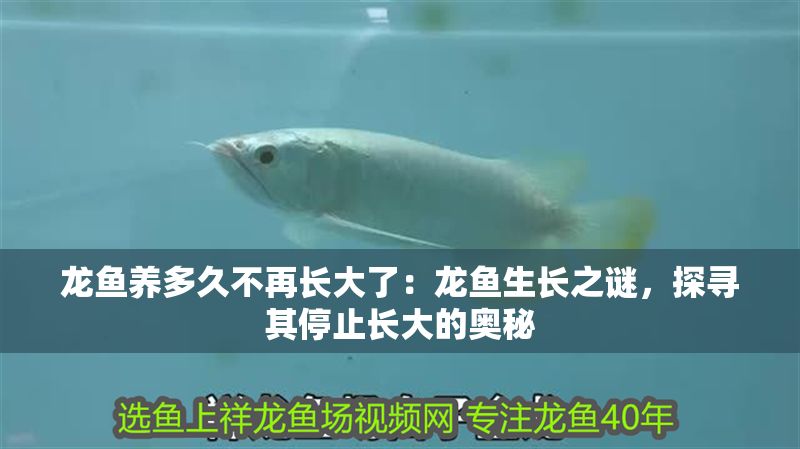 龍魚養多久不再長大了：龍魚生長之謎，探尋其停止長大的奧秘