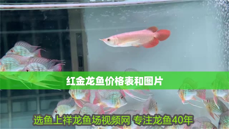 紅金龍魚價格表和圖片