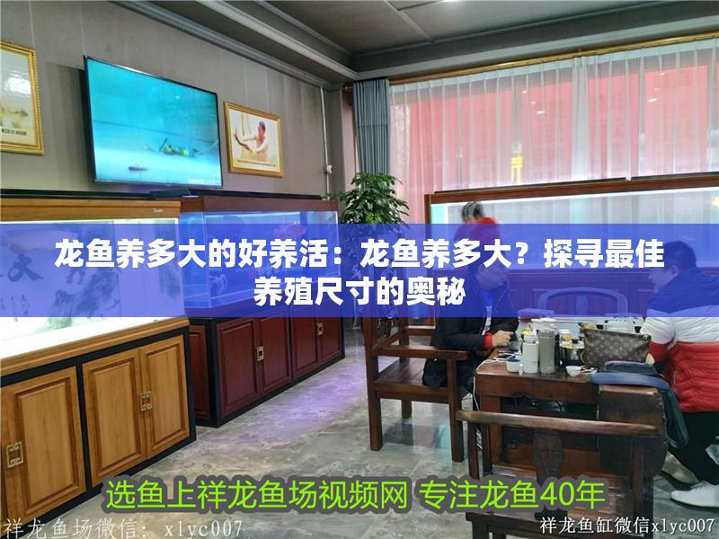 龍魚養多大的好養活：龍魚養多大？探尋最佳養殖尺寸的奧秘