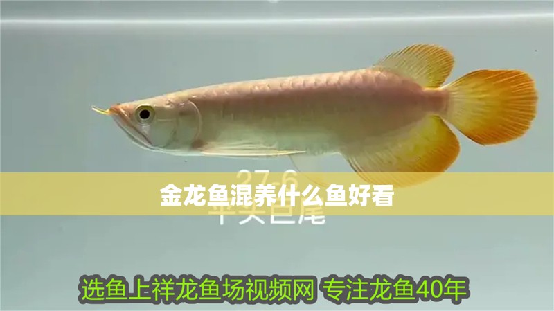 金龍魚混養什么魚好看