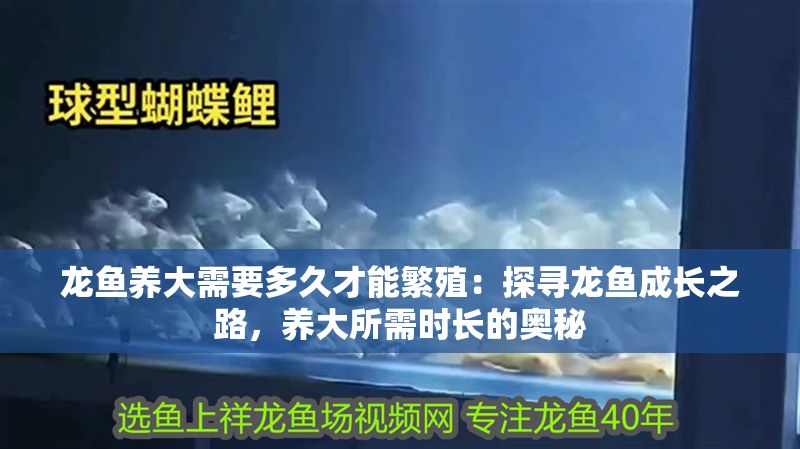 龍魚養大需要多久才能繁殖：探尋龍魚成長之路，養大所需時長的奧秘