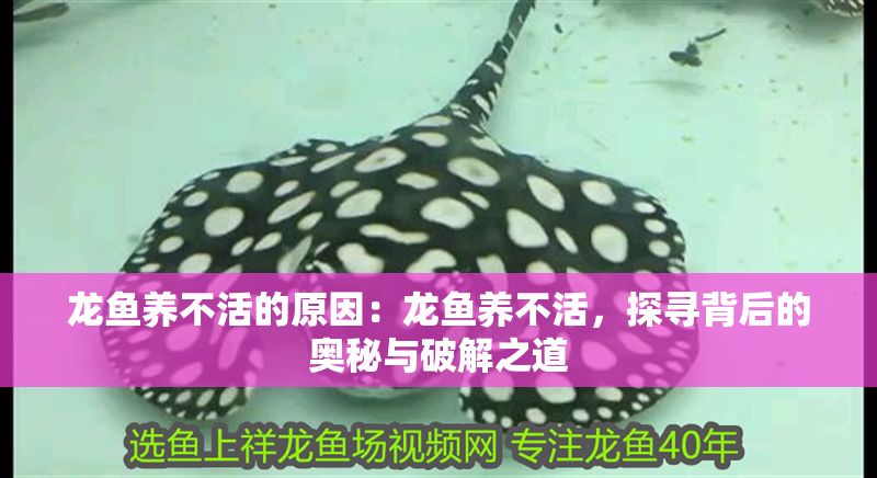 龍魚養不活的原因：龍魚養不活，探尋背后的奧秘與破解之道