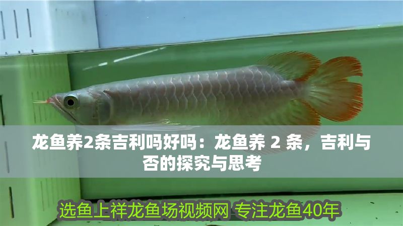 龍魚養(yǎng)2條吉利嗎好嗎：龍魚養(yǎng) 2 條，吉利與否的探究與思考