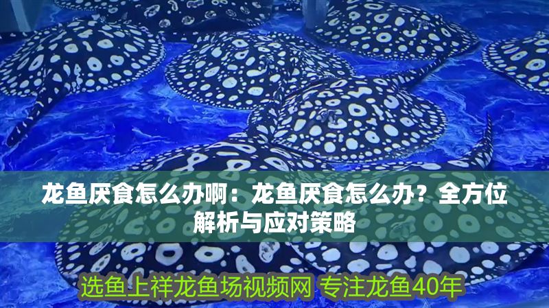 龍魚厭食怎么辦啊：龍魚厭食怎么辦？全方位解析與應(yīng)對(duì)策略