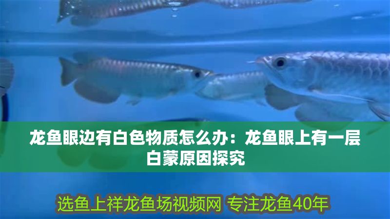龍魚眼邊有白色物質(zhì)怎么辦：龍魚眼上有一層白蒙原因探究