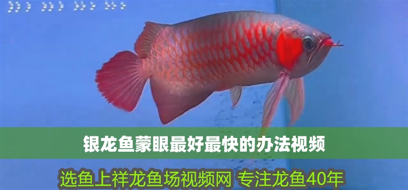 魚(yú)缸過(guò)濾器選購(gòu)指南:自制魚(yú)缸過(guò)濾器魚(yú)缸上置過(guò)濾器對(duì)于養(yǎng)魚(yú)愛(ài)好者的必備知識(shí) 銀龍魚(yú)蒙眼最好最快的辦法視頻 龍魚(yú)百科 銀龍魚(yú)蒙眼最好最快的辦法視頻 銀龍魚(yú)蒙眼最好最快的辦法視頻 龍魚(yú)百科